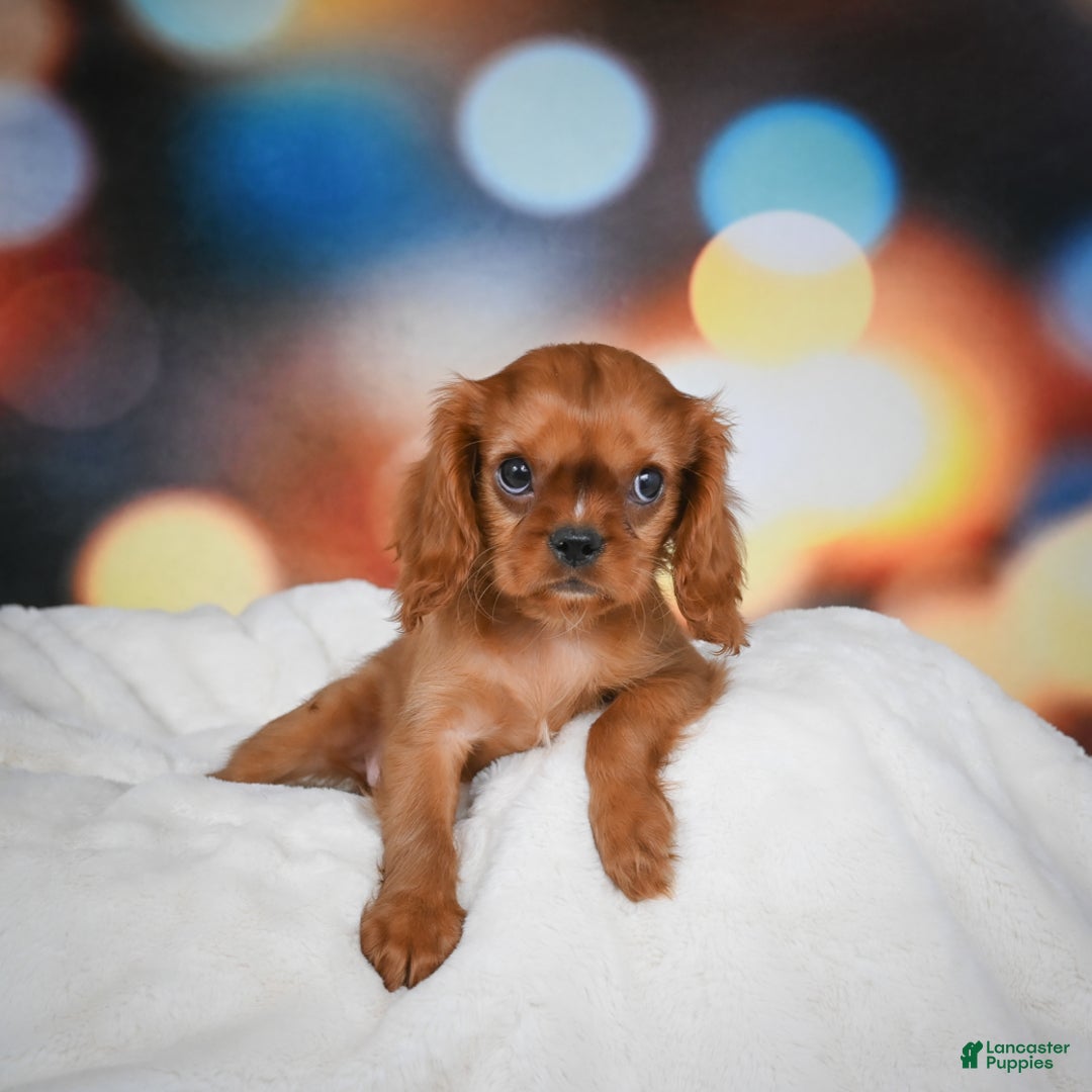Cavalier King Charles Spaniel dogs for sale: Katie - Ad 7