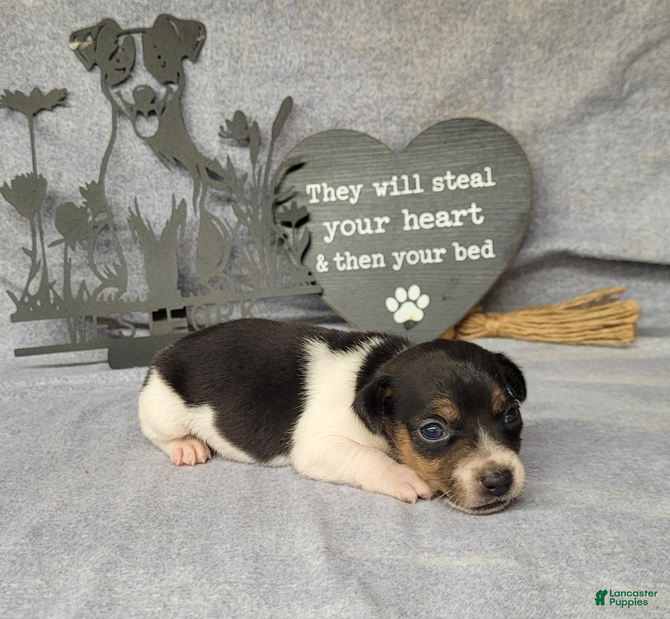 Jack Russell Terrier dogs Romeo purebred JRT delivery available  - Ad 33