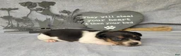 Jack Russell Terrier dogs for sale: RICOCHET Delivery available  - Ad 15