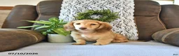 Miniature Dachshund dogs for sale: Sadie - Ad 4