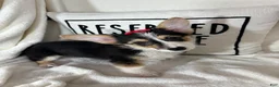 Welsh Corgi Pembroke dogs for sale: Carmen - Ad 2