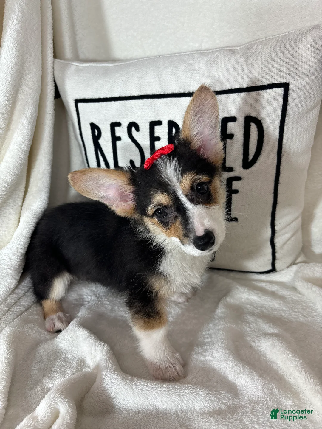 Welsh Corgi Pembroke dogs for sale: Carmen - Ad 2