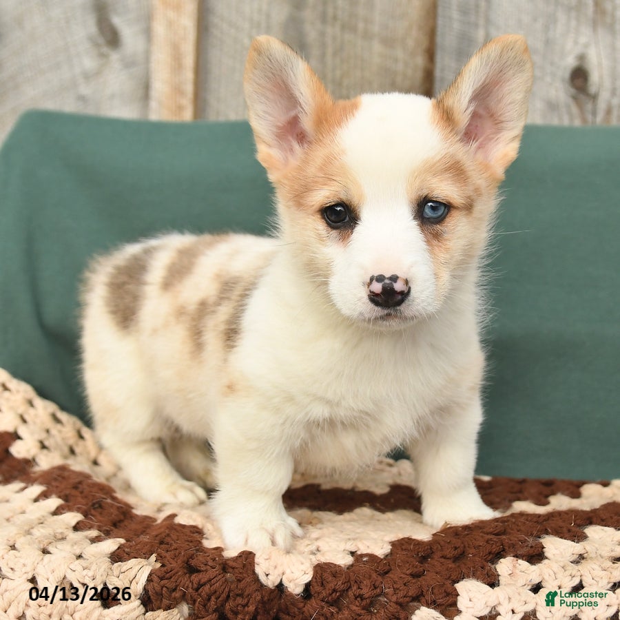 Welsh Corgi Pembroke dogs Hooper - Ad 2
