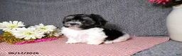 Havanese dogs for sale: Suzie - Ad 3