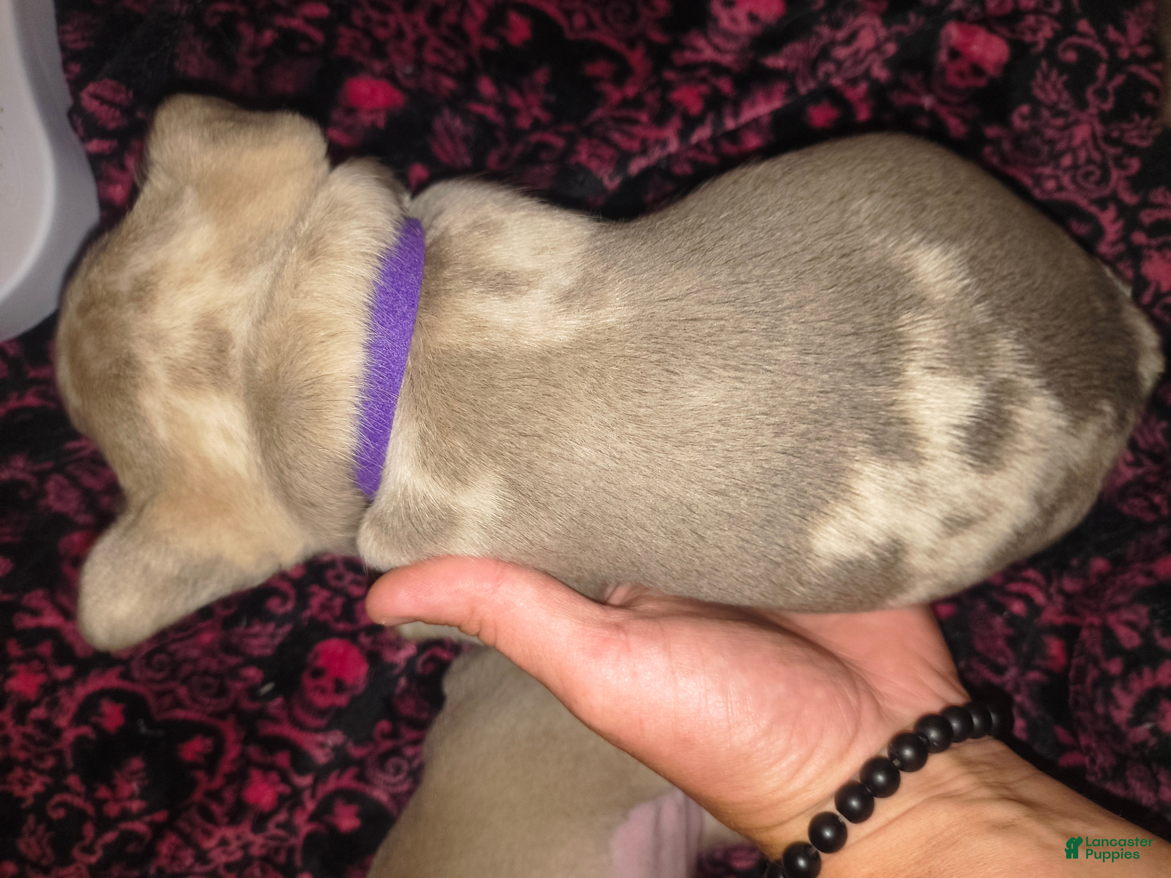 French Bulldog dogs Queen  - Ad 1