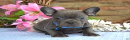 French Bulldog dogs for sale: Freddy - Ad 5