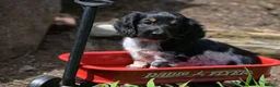Miniature Dachshund dogs for sale: Max - Ad 13