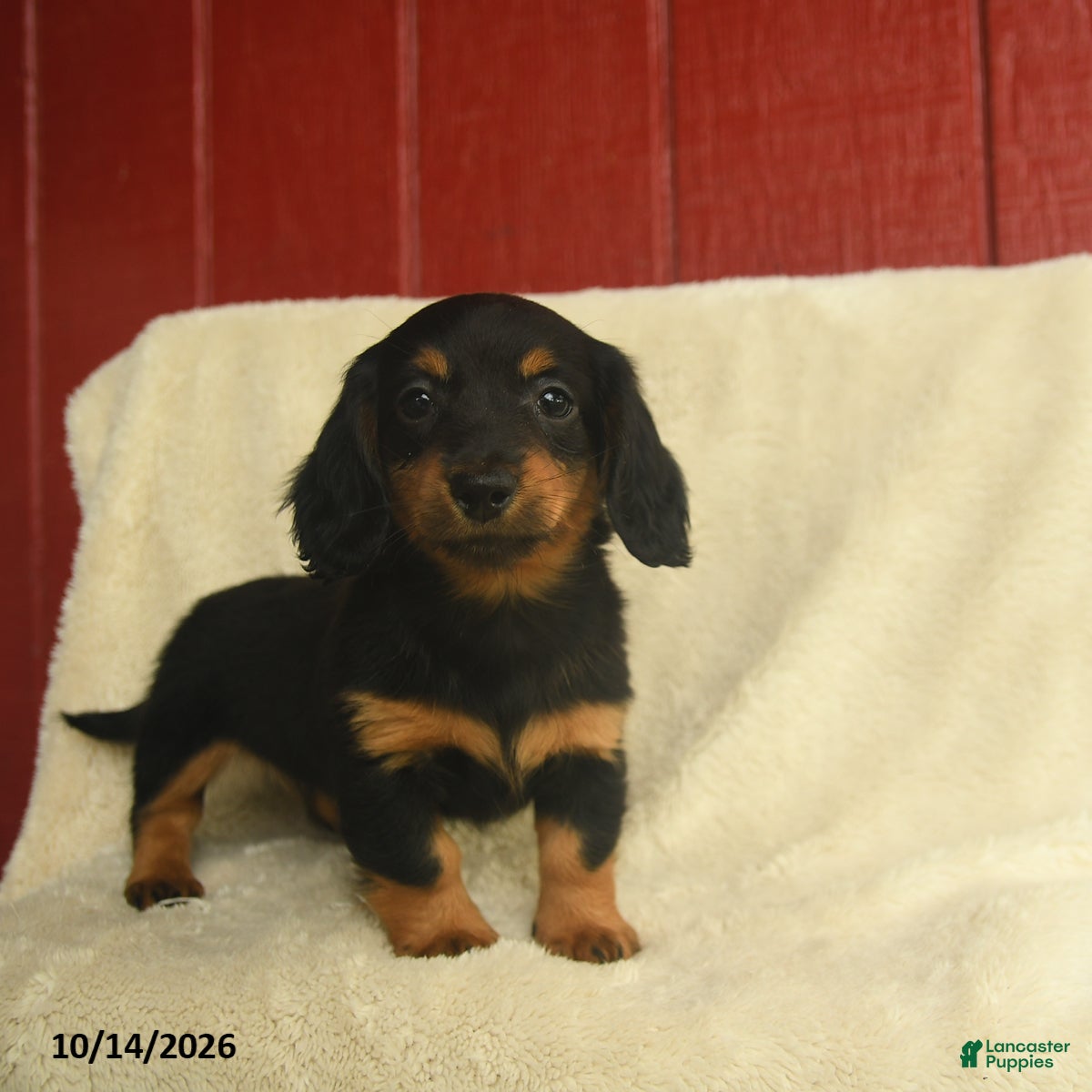 Dachshund dogs Laina - Ad 2
