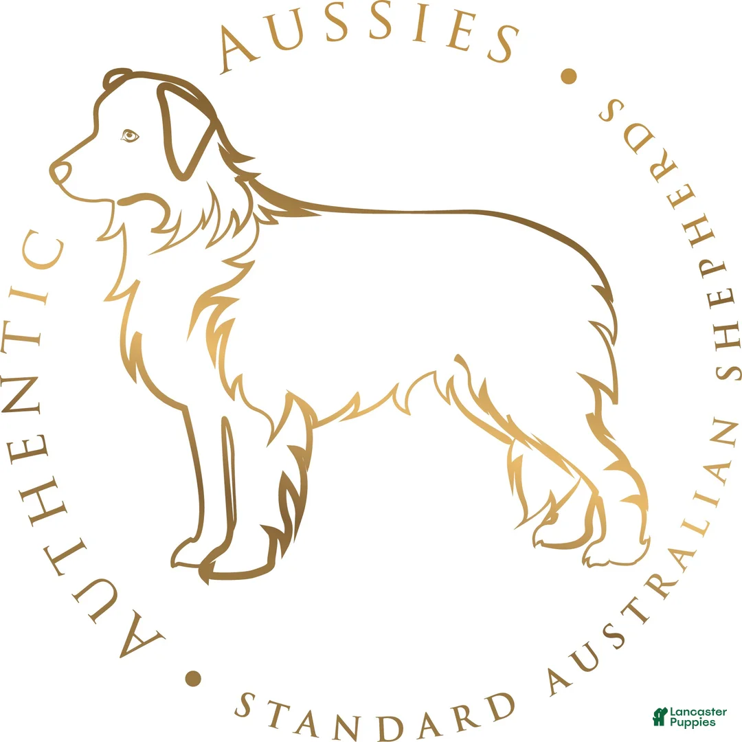 Australian Shepherd dogs for sale: Addie - Ad 8
