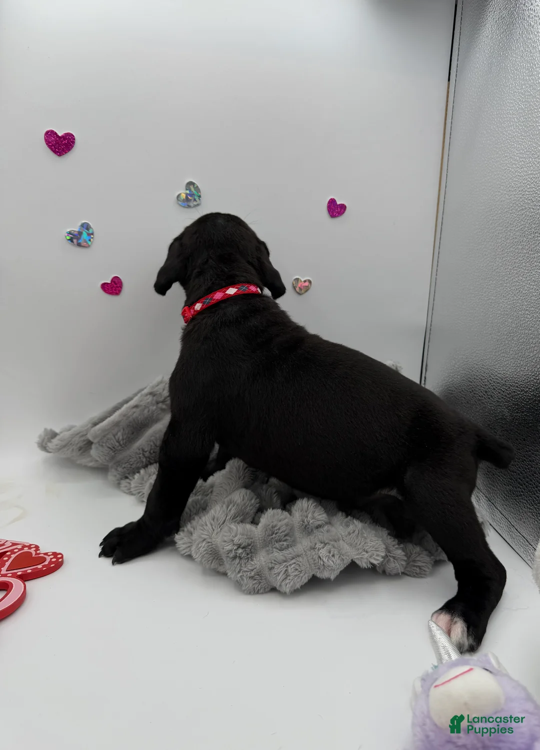 Cane Corso dogs for sale: Cane Corso Puppy 3 - Ad 2