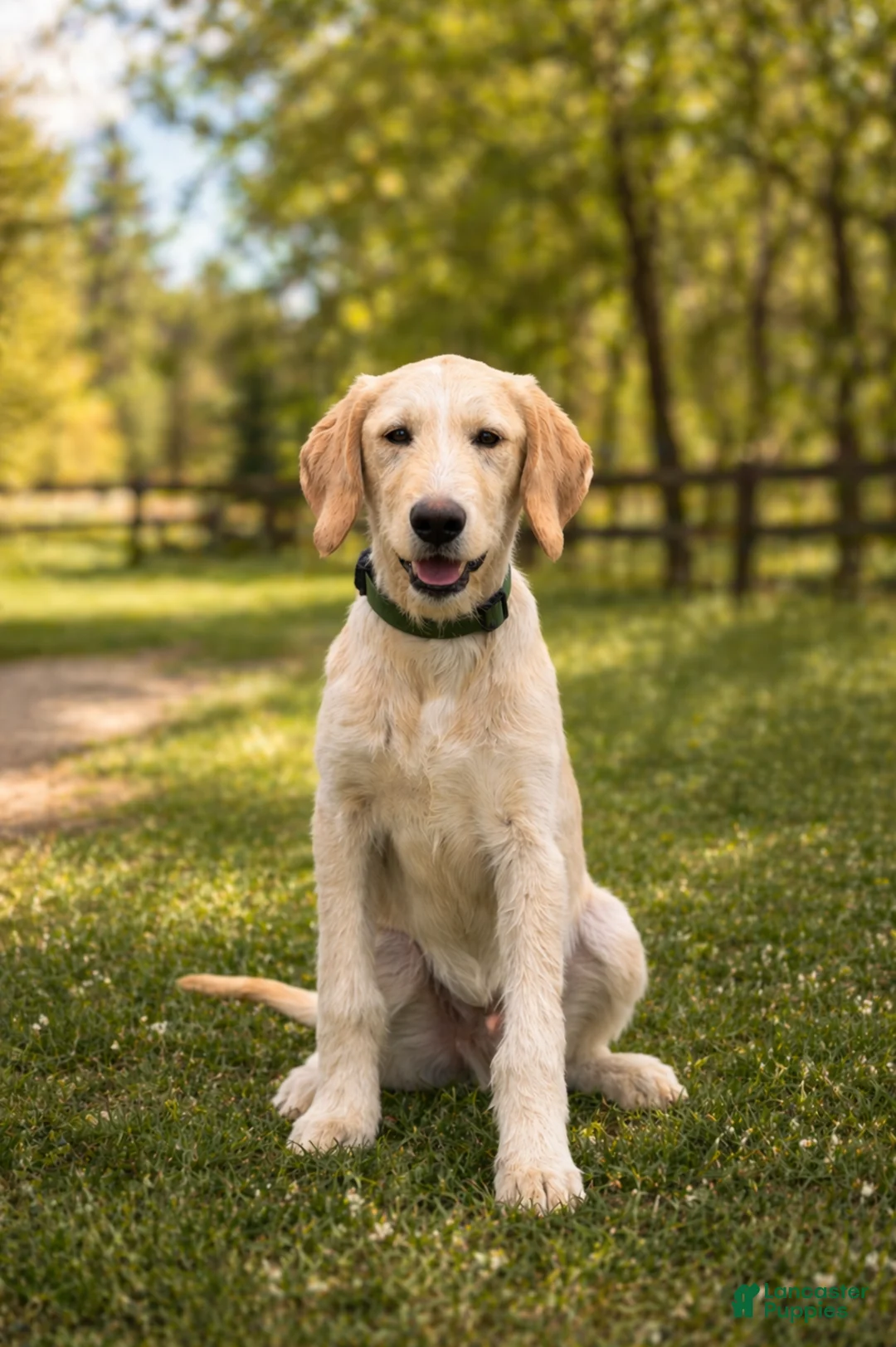 Labradoodle dogs for sale: Otis - Ad 1