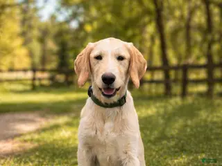 Labradoodle dogs Otis - Ad 1