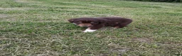 Australian Shepherd dogs for sale: One - Ad 7
