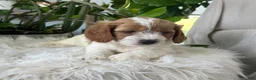 Cavapoo dogs for sale: Kiana  - Ad 2