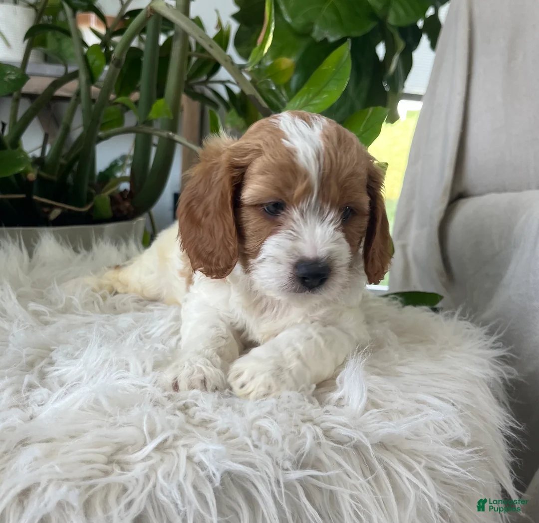 Cavapoo dogs for sale: Kiana  - Ad 2