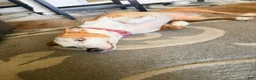 Jack Russell Terrier dogs for sale: Jack Russell Terrier 1 - Ad 2