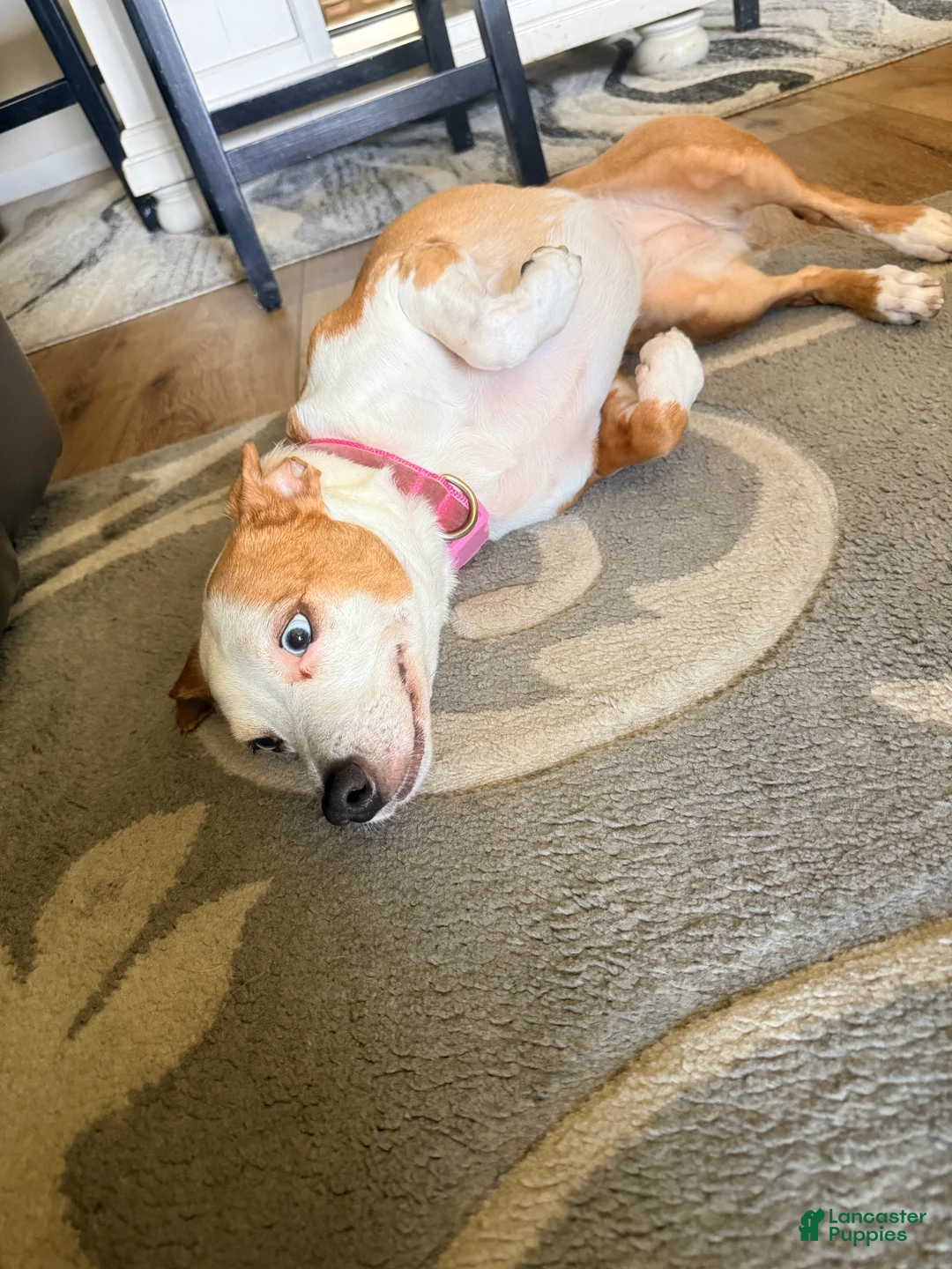 Jack Russell Terrier dogs for sale: Jack Russell Terrier 1 - Ad 2