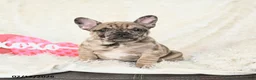 French Bulldog dogs for sale: Havana - Ad 3