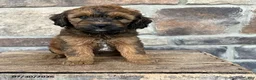 Whoodle dogs for sale: Molly - Ad 1