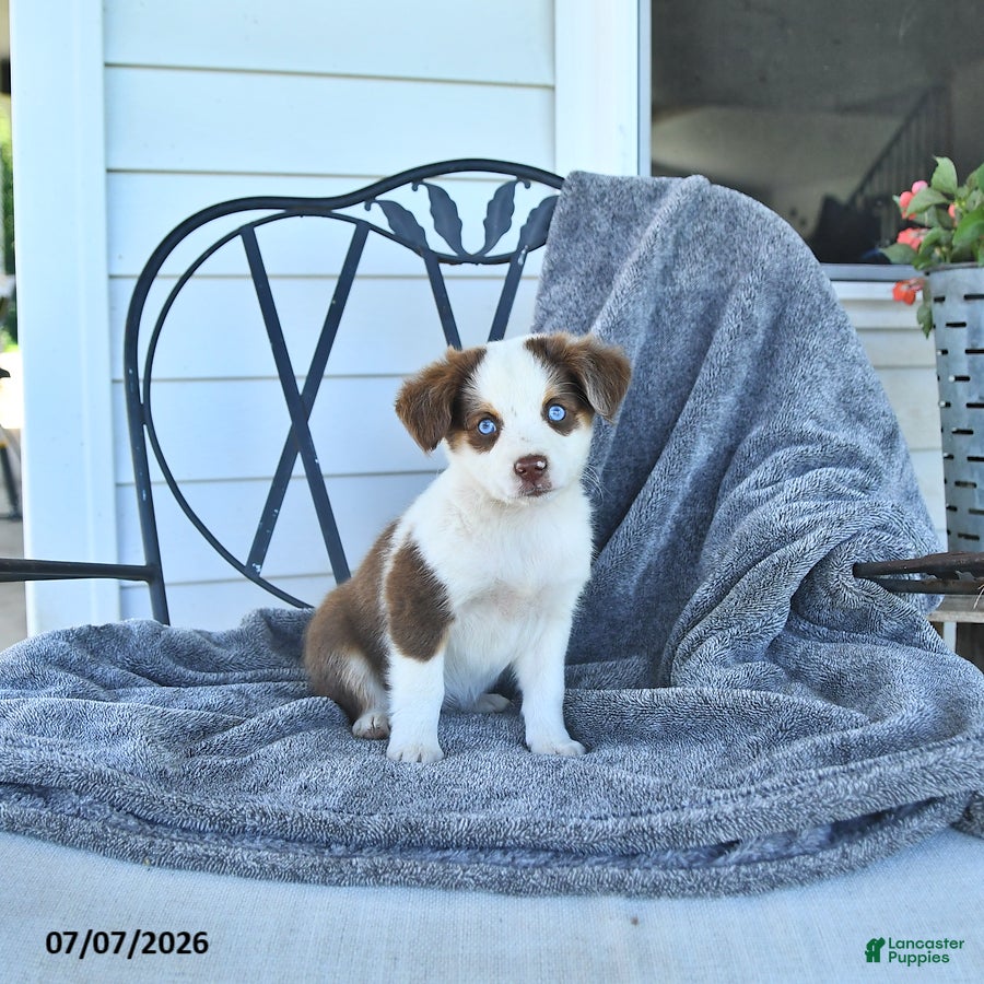 Miniature Australian Shepherd dogs Bonnie - Ad 2