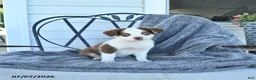 Miniature Australian Shepherd dogs for sale: Bonnie - Ad 2