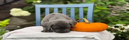 Cane Corso dogs for sale: Darcy - Ad 7