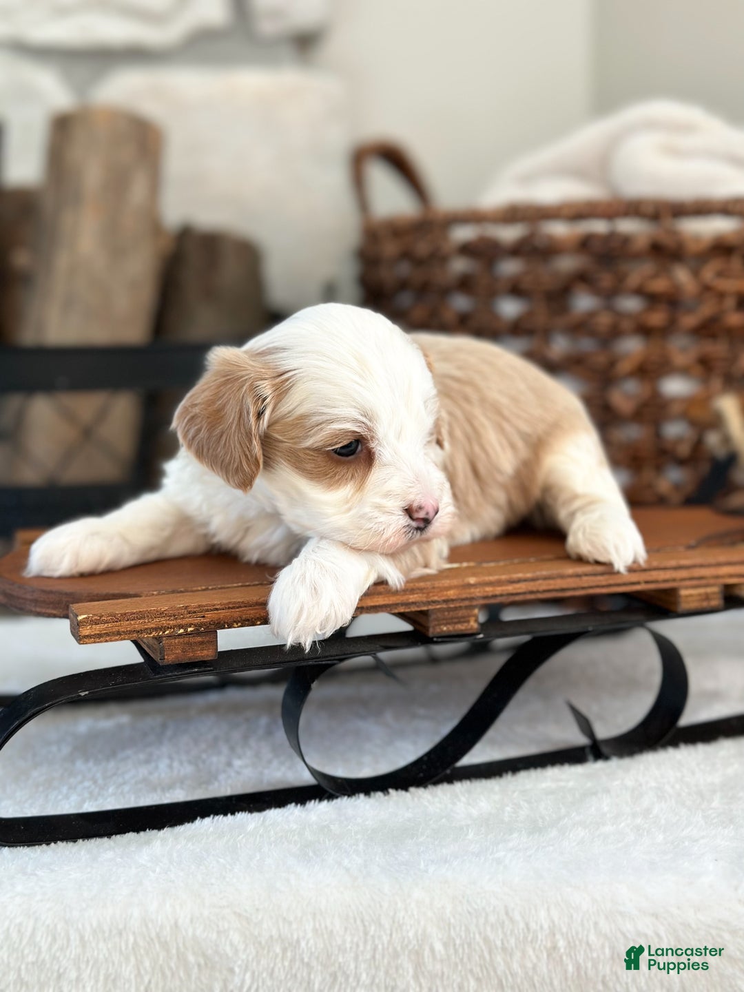 Cavachon dogs for sale: Buzz - Ad 4