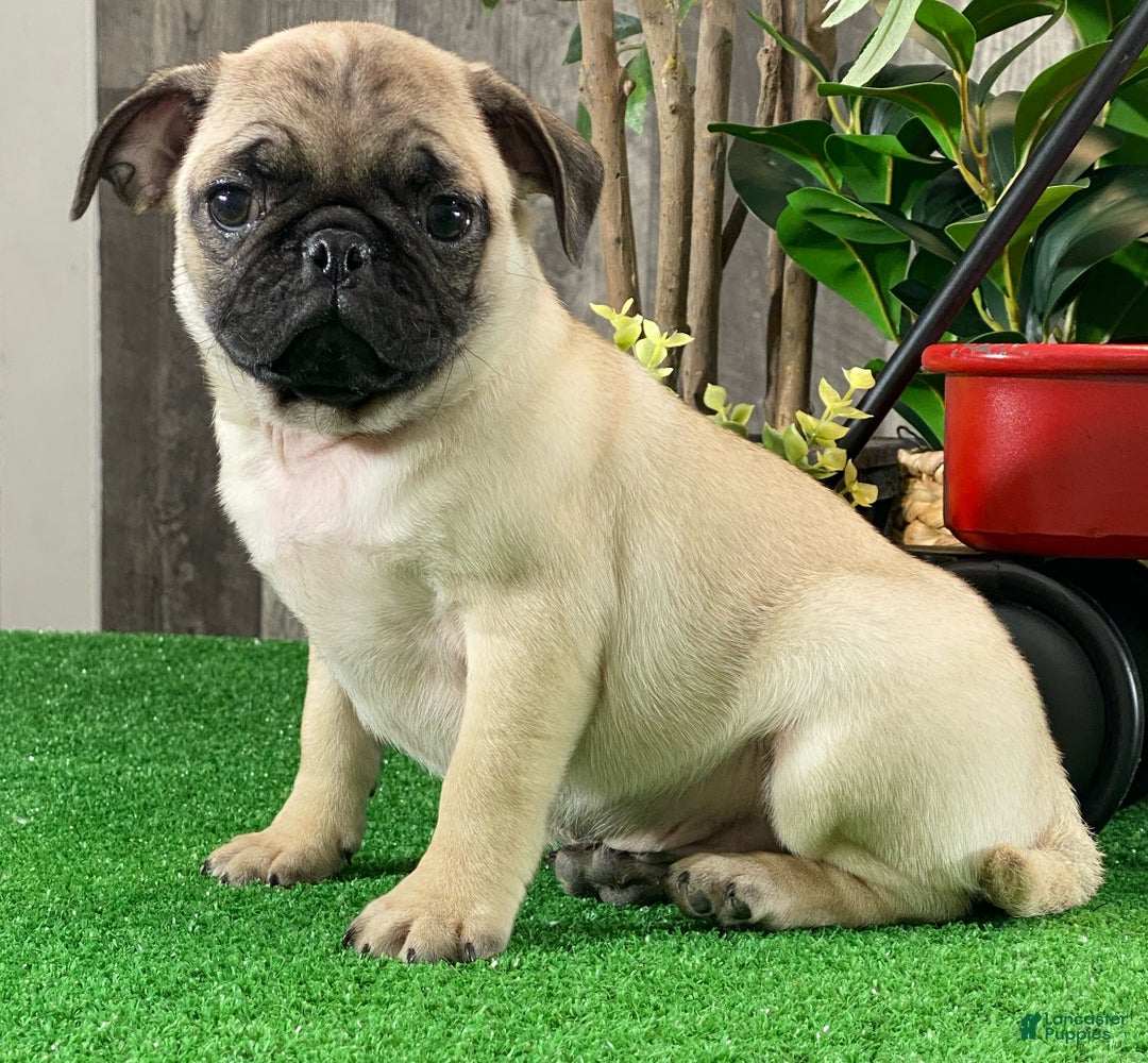 Pug dogs for sale: Princess  - Ad 4