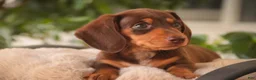 Miniature Dachshund dogs for sale: Peanut Butter Miniature Dachshund  - Ad 5