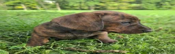 Dachshund dogs for sale: Rondi  - Ad 3