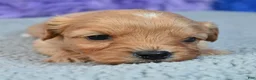 Cavapoo dogs for sale: Cavapoo 3 - Ad 15