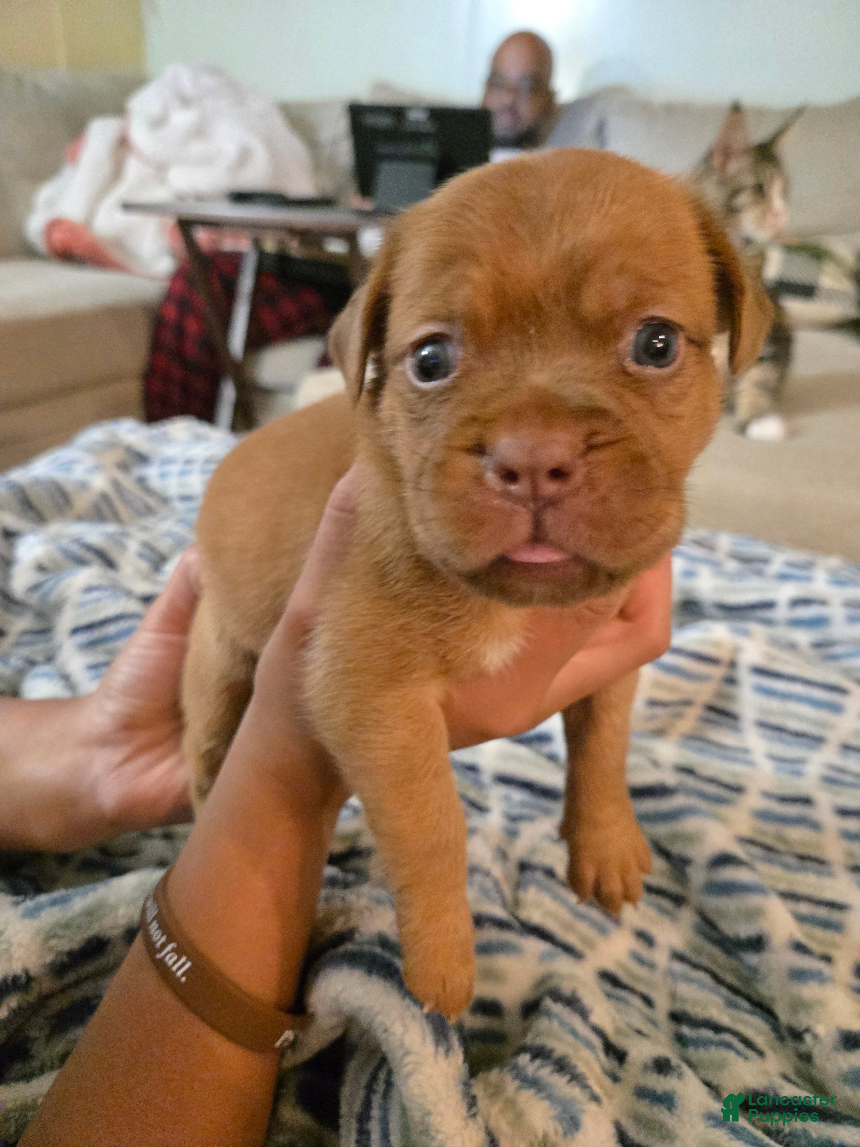 Bullmastiff dogs Gray Female - Ad 1