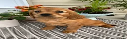 Miniature Golden Retriever dogs for sale: Maple - Ad 3
