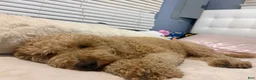 Mini Goldendoodle dogs for sale: Mini Goldendoodle 1 - Ad 13