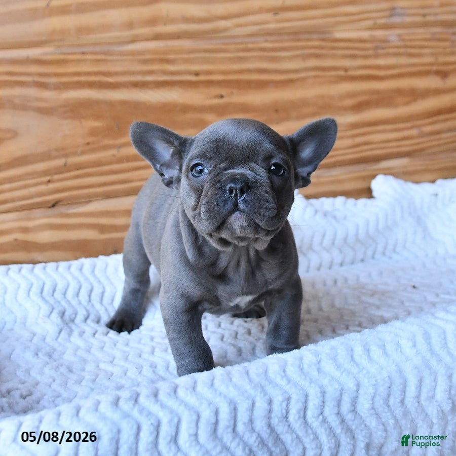 French Bulldog dogs Hope - Ad 2