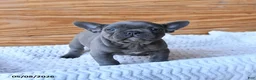 French Bulldog dogs for sale: Hope - Ad 2