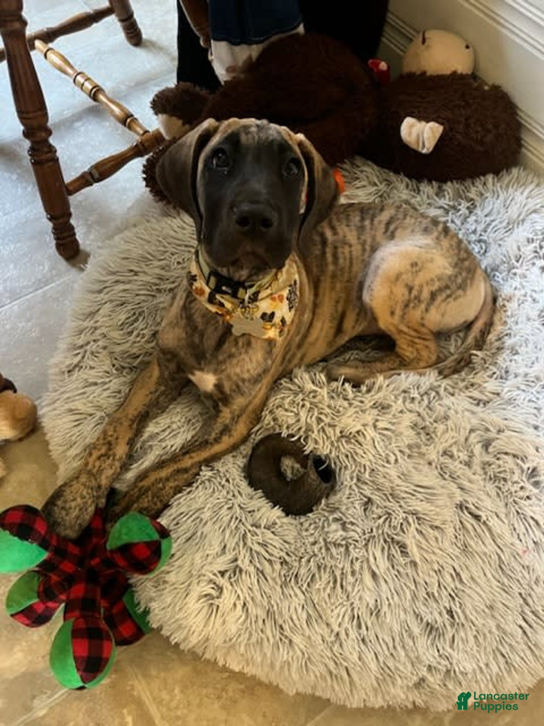 Gallery Image {{count}}