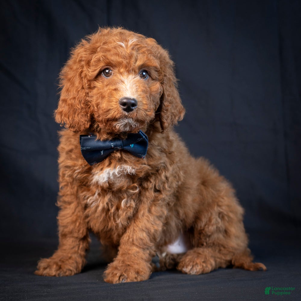 Mini Goldendoodle dogs Lawson - Ad 2