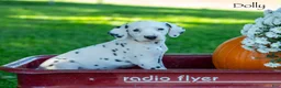 Dalmatian dogs for sale: Dollie - Ad 2