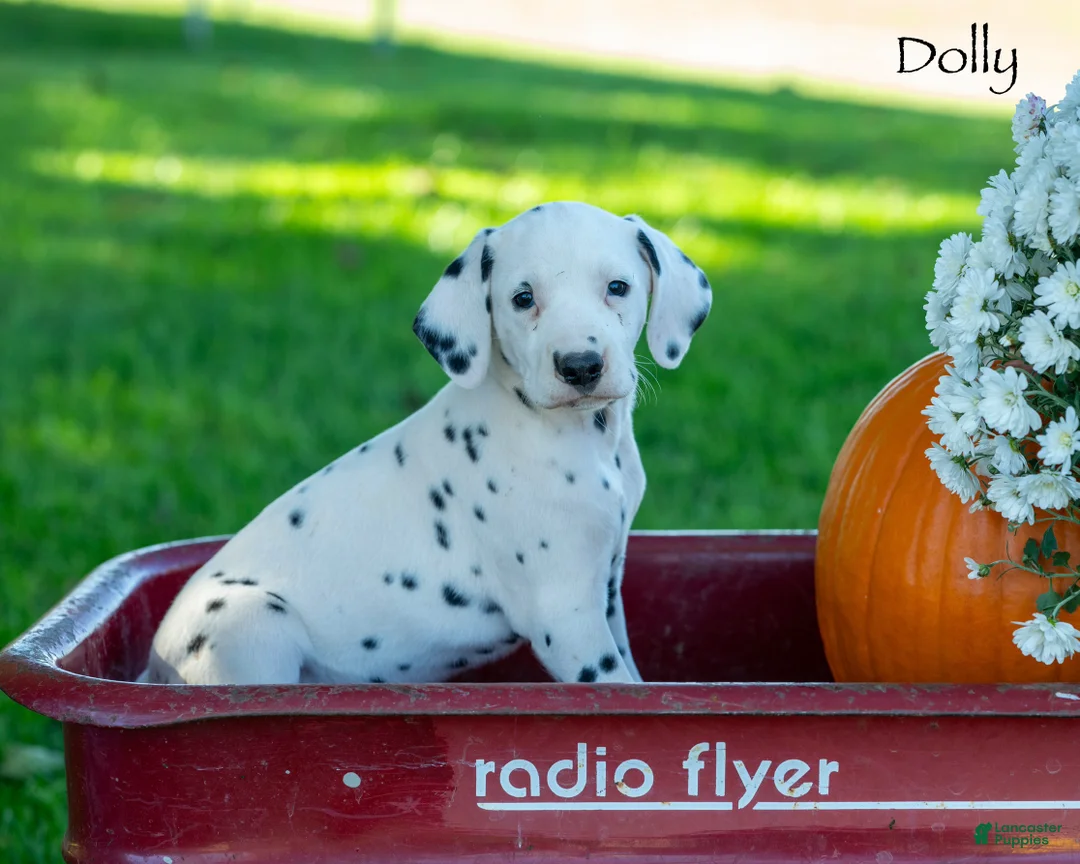 Dalmatian dogs for sale: Dollie - Ad 2