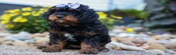 Cavapoo dogs for sale: Wanda 🐶 - Ad 7