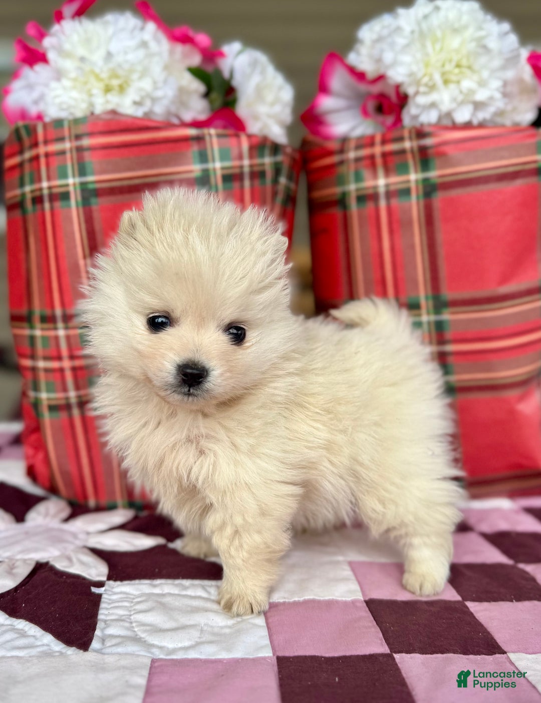 Pomeranian dogs for sale: Buddy - Ad 1