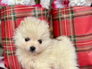 Pomeranian dogs Buddy - Ad 22