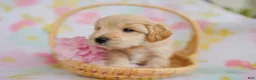 Schnoodle dogs for sale: Tanker  - Ad 3