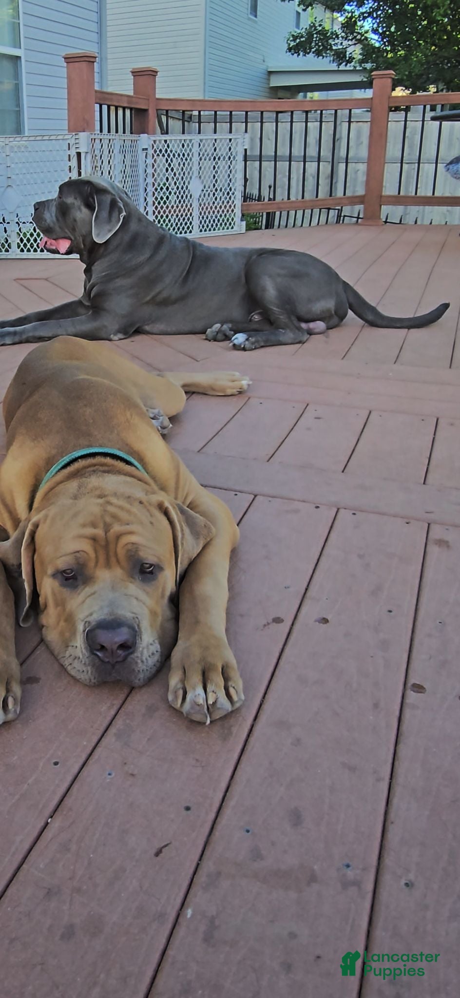 Cane Corso dogs Carmel  - Ad 24