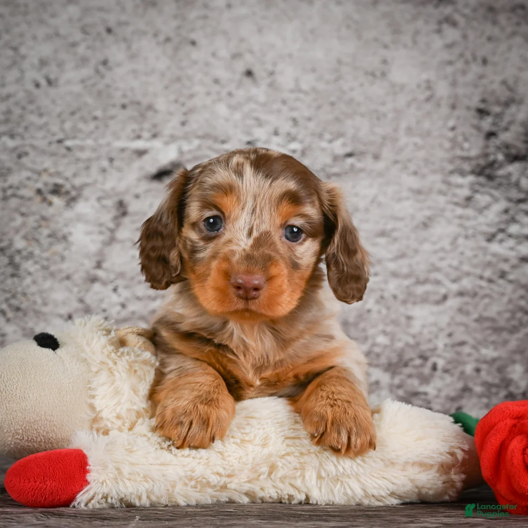 Miniature Dachshund dogs for sale: Callie - Ad 1