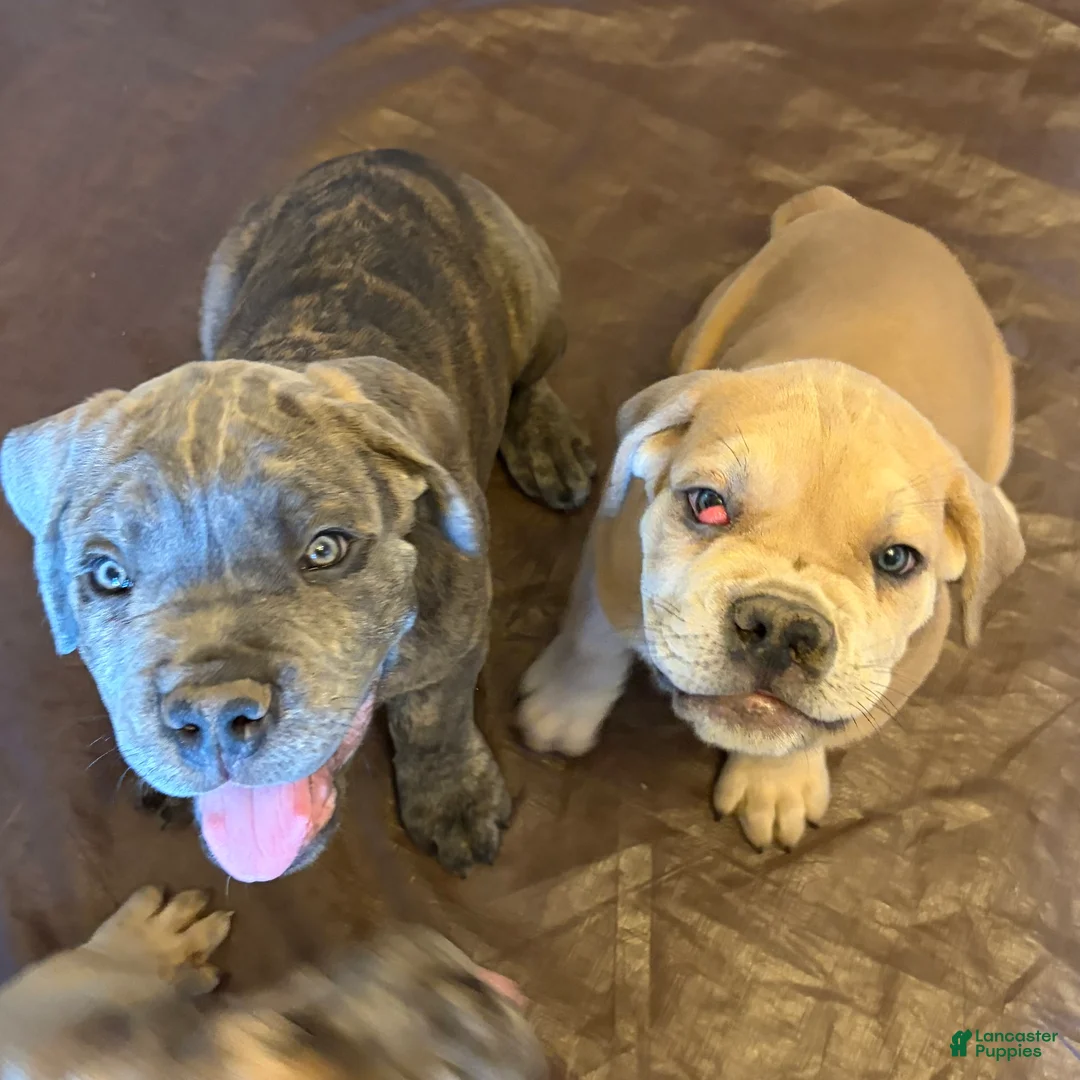 Cane Corso dogs for sale: "Scooter" - Ad 2