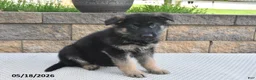 German Shepherd dogs for sale: Winston - Ad 4