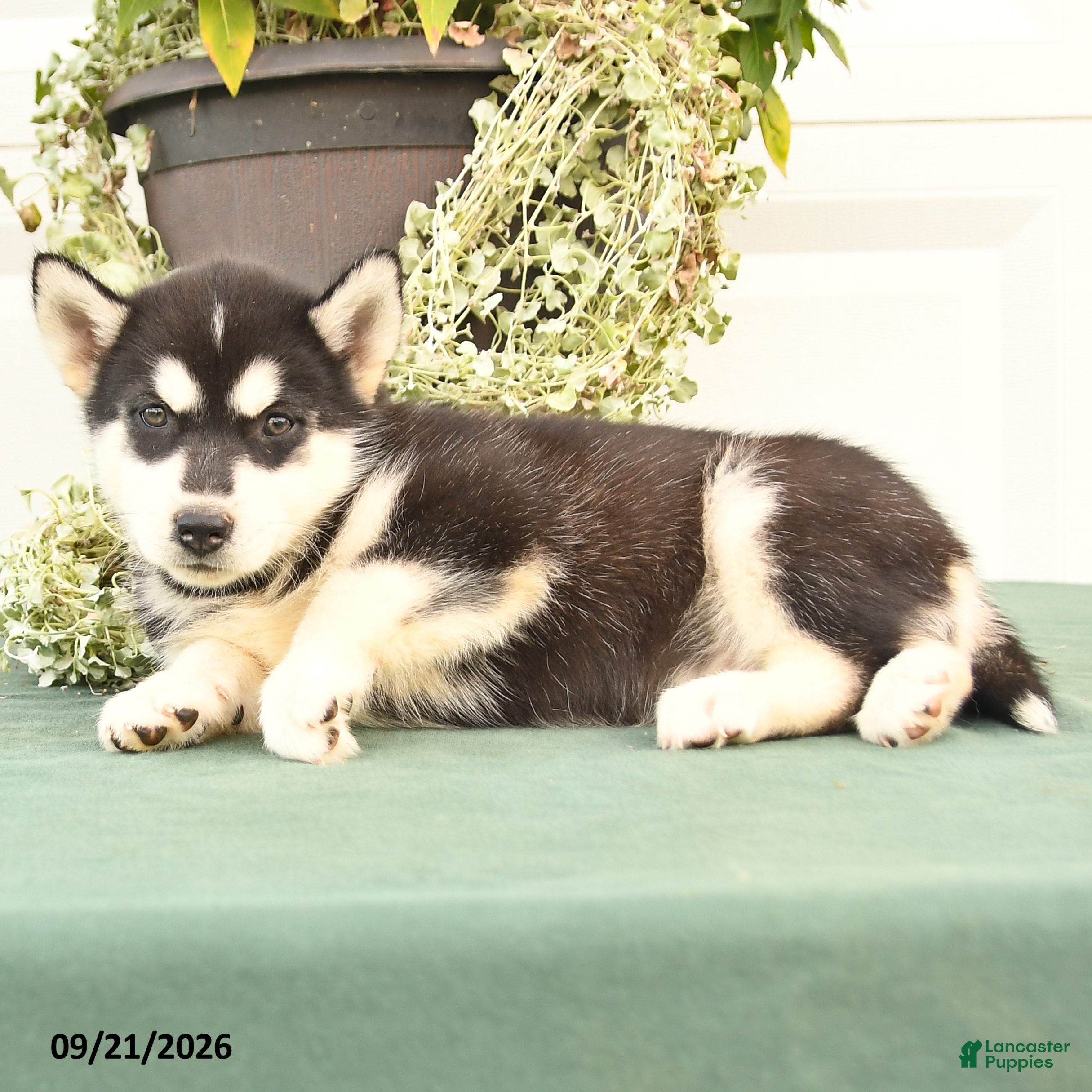 Alaskan Malamute dogs Cassie   - Ad 2