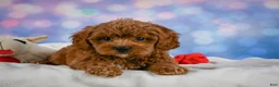 Cavapoo dogs for sale: Cookie - Ad 5